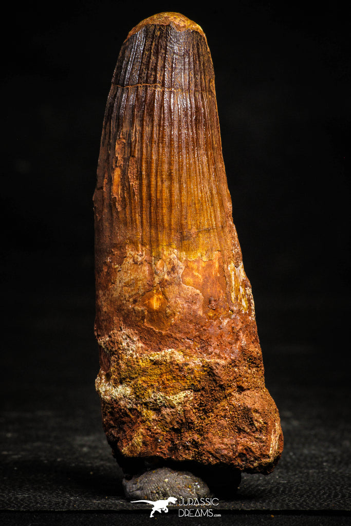 22369 - Top Beautiful 3.91 Inch Spinosaurus Dinosaur Tooth Cretaceous