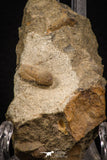 07859 - Beautiful 0.57 Inch Cyclopyge sibilla Upper Ordovician Trilobite