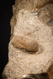 07859 - Beautiful 0.57 Inch Cyclopyge sibilla Upper Ordovician Trilobite