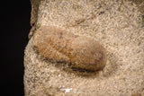 07859 - Beautiful 0.57 Inch Cyclopyge sibilla Upper Ordovician Trilobite