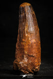 22369 - Top Beautiful 3.91 Inch Spinosaurus Dinosaur Tooth Cretaceous