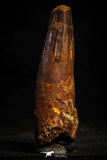 22369 - Top Beautiful 3.91 Inch Spinosaurus Dinosaur Tooth Cretaceous