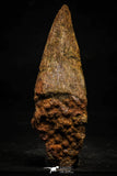 22370 - Top Rare 4.65 Inch Spinosaurus Dinosaur Toe Claw Cretaceous KemKem Beds