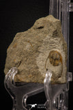 07861 - Top Quality 0.86 Inch Onnia sp Ordovician Trilobite