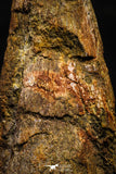 22370 - Top Rare 4.65 Inch Spinosaurus Dinosaur Toe Claw Cretaceous KemKem Beds