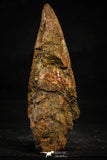 22370 - Top Rare 4.65 Inch Spinosaurus Dinosaur Toe Claw Cretaceous KemKem Beds