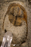 07861 - Top Quality 0.86 Inch Onnia sp Ordovician Trilobite