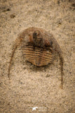 07862 - Top Quality 0.63 Inch Onnia sp Ordovician Trilobite