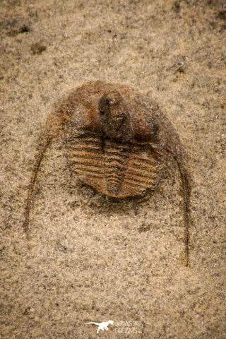 07862 - Top Quality 0.63 Inch Onnia sp Ordovician Trilobite