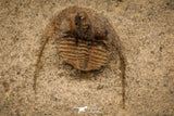 07862 - Top Quality 0.63 Inch Onnia sp Ordovician Trilobite