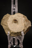 07862 - Top Quality 0.63 Inch Onnia sp Ordovician Trilobite