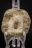 07863 - Beautiful 0.85 Inch Cyclopyge sibilla Upper Ordovician Trilobite