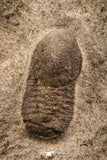 07863 - Beautiful 0.85 Inch Cyclopyge sibilla Upper Ordovician Trilobite