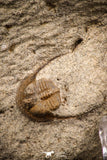 07864 - Nicely Preserved Mass Mortality Plate 2 Onnia sp Ordovician Trilobites