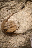 07864 - Nicely Preserved Mass Mortality Plate 2 Onnia sp Ordovician Trilobites