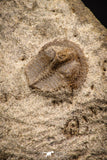 07864 - Nicely Preserved Mass Mortality Plate 2 Onnia sp Ordovician Trilobites