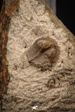 07864 - Nicely Preserved Mass Mortality Plate 2 Onnia sp Ordovician Trilobites