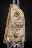07864 - Nicely Preserved Mass Mortality Plate 2 Onnia sp Ordovician Trilobites
