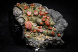 20914 - Beautiful Red Vanadinite Crystals on Manganese Oxide Mibladen Mining District, Morocco