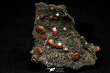 20915 - Beautiful Red Vanadinite Crystals on Manganese Oxide Mibladen Mining District, Morocco