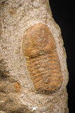 07866 - Beautiful 0.70 Inch Cyclopyge sibilla Upper Ordovician Trilobite