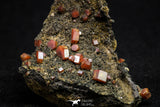 20915 - Beautiful Red Vanadinite Crystals on Manganese Oxide Mibladen Mining District, Morocco