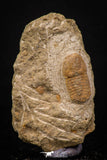 07866 - Beautiful 0.70 Inch Cyclopyge sibilla Upper Ordovician Trilobite