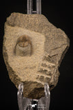07867 - Top Quality 0.81 Inch Onnia sp Ordovician Trilobite