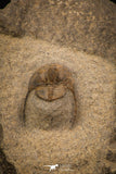 07867 - Top Quality 0.81 Inch Onnia sp Ordovician Trilobite