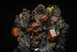 20917 - Beautiful Red Vanadinite Crystals on Manganese Oxide Mibladen Mining District, Morocco