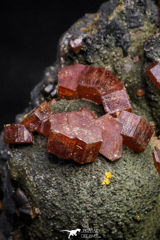 20918 - Beautiful Red Vanadinite Crystals on Manganese Oxide Mibladen Mining District, Morocco