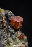 20918 - Beautiful Red Vanadinite Crystals on Manganese Oxide Mibladen Mining District, Morocco