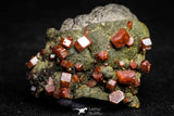 20919 - Beautiful Red Vanadinite Crystals on Manganese Oxide Mibladen Mining District, Morocco
