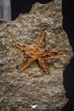 07870 - Top Beautiful 0.92 Inch Petraster Ordovician Brittlestar Ktaoua Fm