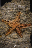 07870 - Top Beautiful 0.92 Inch Petraster Ordovician Brittlestar Ktaoua Fm