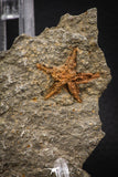 07870 - Top Beautiful 0.92 Inch Petraster Ordovician Brittlestar Ktaoua Fm