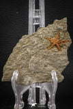 07870 - Top Beautiful 0.92 Inch Petraster Ordovician Brittlestar Ktaoua Fm