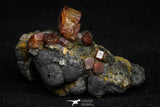 20920 - Beautiful Red Vanadinite Crystals on Manganese Oxide Mibladen Mining District, Morocco
