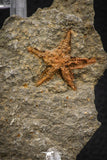 07870 - Top Beautiful 0.92 Inch Petraster Ordovician Brittlestar Ktaoua Fm