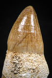 06338 - Premium Grade Rooted 1.10 Inch Maroccosuchus zennaroi Fully Rooted Tooth