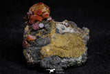 20920 - Beautiful Red Vanadinite Crystals on Manganese Oxide Mibladen Mining District, Morocco