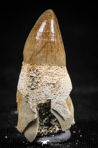 06338 - Premium Grade Rooted 1.10 Inch Maroccosuchus zennaroi Fully Rooted Tooth