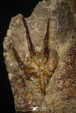 07871 - Superb 2.31 Inch OPHIURA SP Brittlestar Upper Ordovician Ktaoua Fm