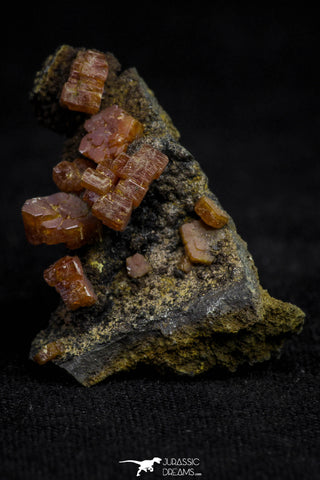 20921 - Beautiful Red Vanadinite Crystals on Manganese Oxide Mibladen Mining District, Morocco