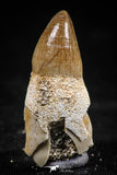 06338 - Premium Grade Rooted 1.10 Inch Maroccosuchus zennaroi Fully Rooted Tooth