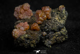 20921 - Beautiful Red Vanadinite Crystals on Manganese Oxide Mibladen Mining District, Morocco