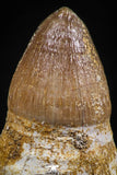 06339 - Top Rare Rooted 0.96 Inch Maroccosuchus zennaroi Fully Rooted Tooth