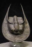 20926 - Top Quality "Flying" 2.16 Inch Harpes perradiatus Lower Devonian Trilobite