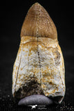 06339 - Top Rare Rooted 0.96 Inch Maroccosuchus zennaroi Fully Rooted Tooth