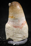 06340 - Nicely Preserved Rooted 0.76 Inch Maroccosuchus zennaroi Fully Rooted Tooth